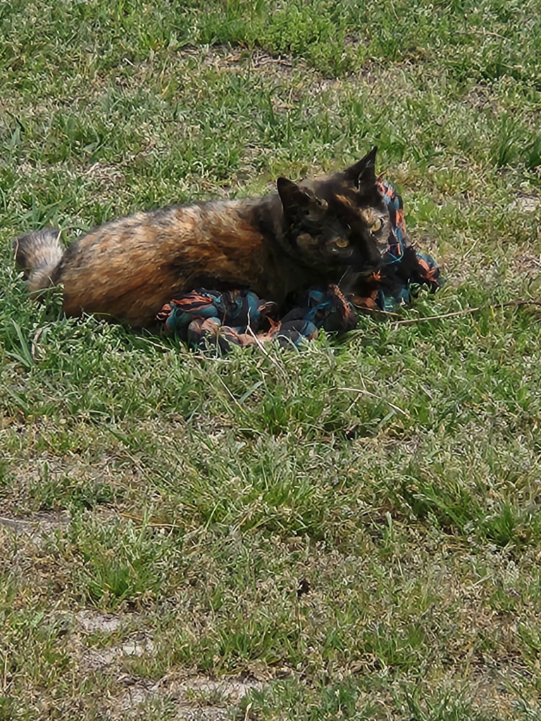 Good Soup Chronicles Vol. 8 – Growls and Grimm cat familiar story.