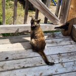 Good Soup Chronicles Vol. 7 – Growls and Grimm cat story.