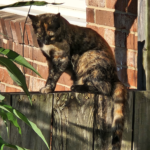 The Good Soup Chronicles Vol: 5 Growls and Grimm cat familiar story.
