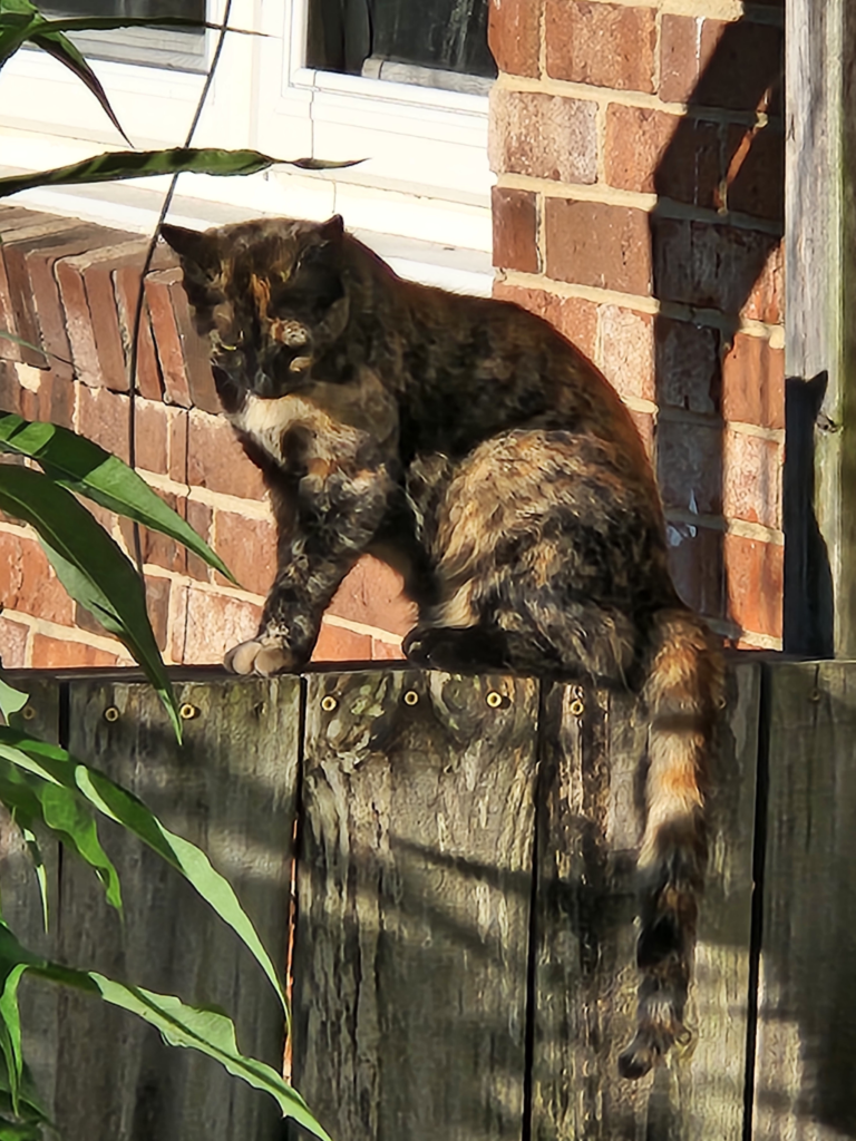 Good Soup Chronicles Vol. 5 – Growls and Grimm cat familiar story.