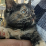 Good Soup Chronicles Vol. 2 – Growls and Grimm cat familiar story