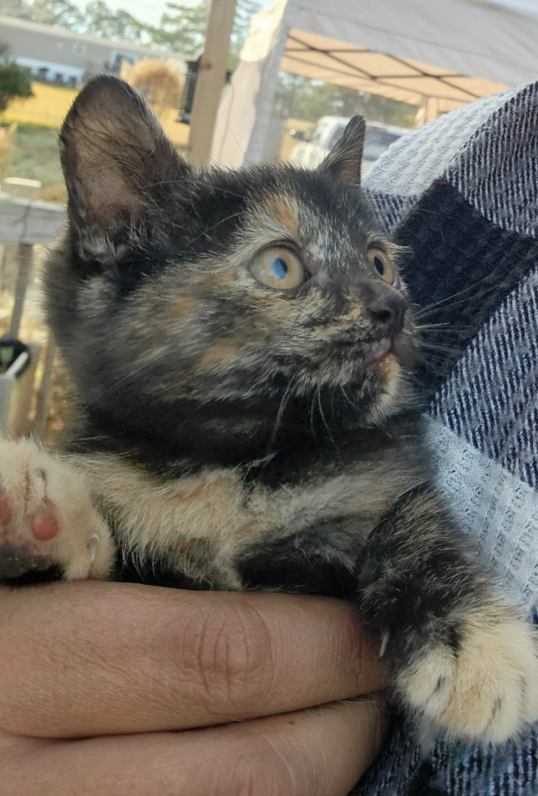 Good Soup Chronicles Vol. 2 – Growls and Grimm cat familiar story