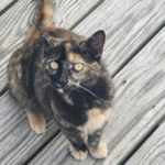 totie cat on a deck