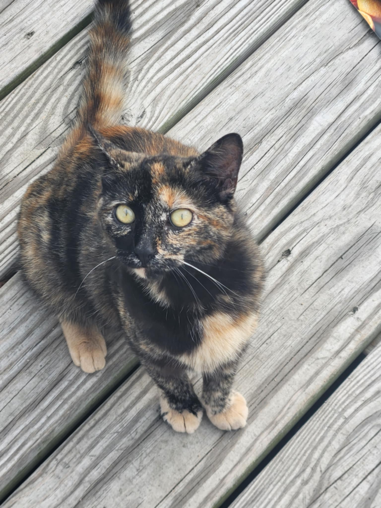 totie cat on a deck