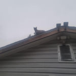 The Good Soup Chronicles Vol: 10 – Growls and Grimm cat familiar story.