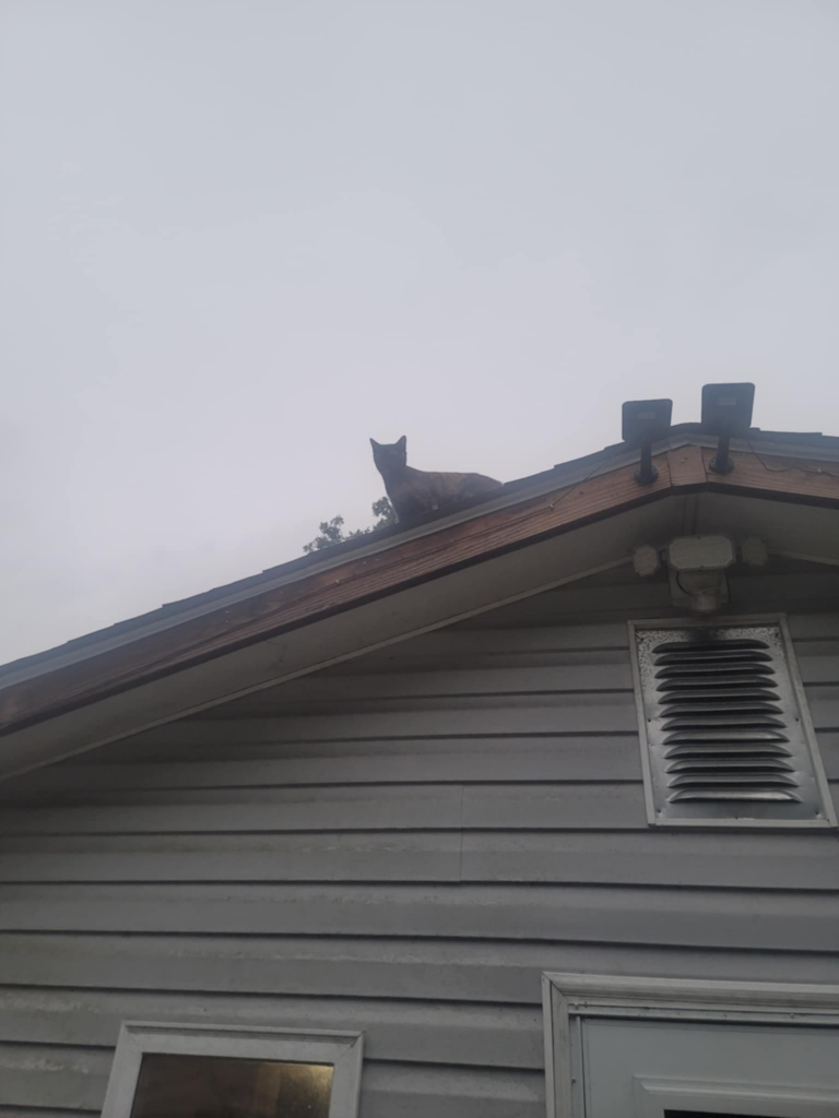 Good Soup Chronicles Vol. 10 – Growls and Grimm cat familiar story.