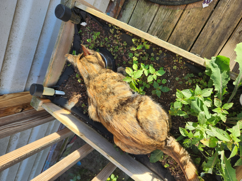 cat in a planter box