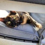 Tortoiseshell cat lounging in a beam of sunlight on a deck chair, eyes half-closed, surrounded by fallen leaves — peaceful autumn afternoon. Growls and Grimm