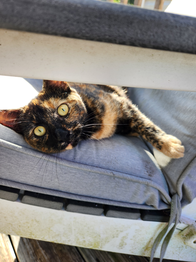 Tortoiseshell cat lounging in a beam of sunlight on a deck chair, eyes half-closed, surrounded by fallen leaves — peaceful autumn afternoon. Growls and Grimm