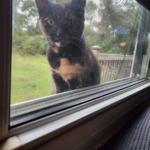Tortoiseshell cat peering through a window from outside, framed by reflections of trees and sky, intense golden eyes fixed on the viewer. Growls and Grimm