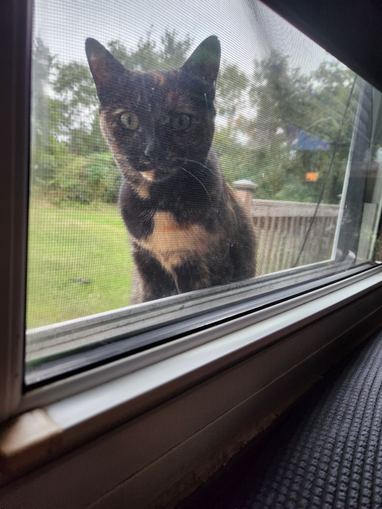 Tortoiseshell cat peering through a window from outside, framed by reflections of trees and sky, intense golden eyes fixed on the viewer. Growls and Grimm