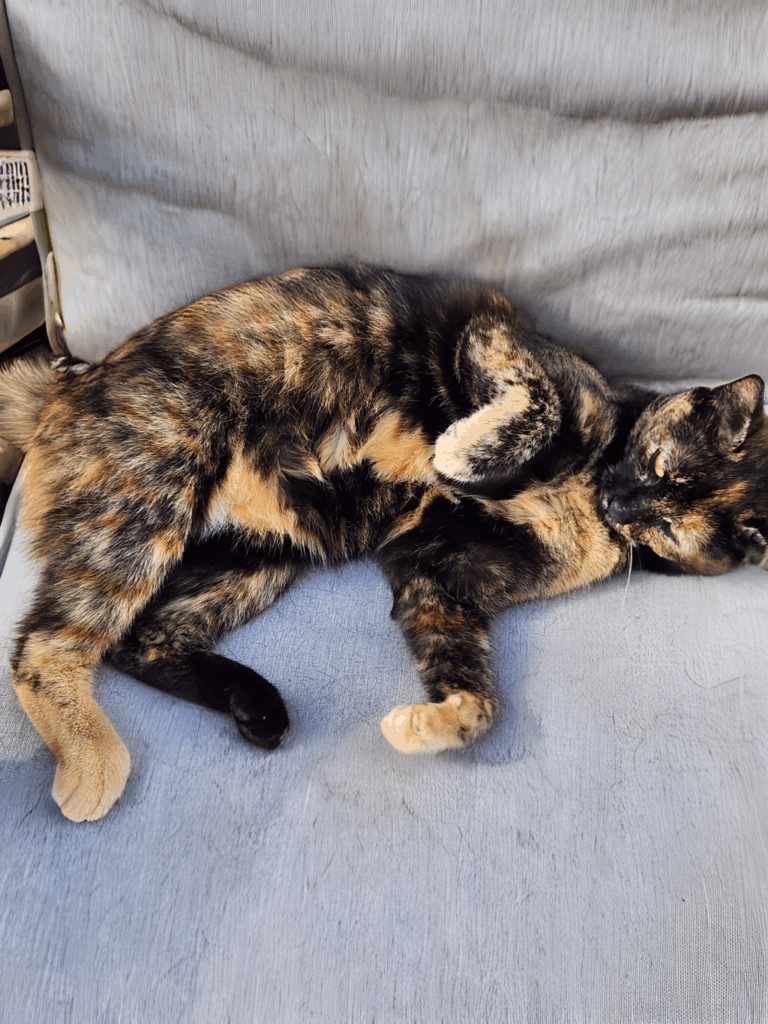 The Good Soup Chronicles Vol 14 Growls and Grimm