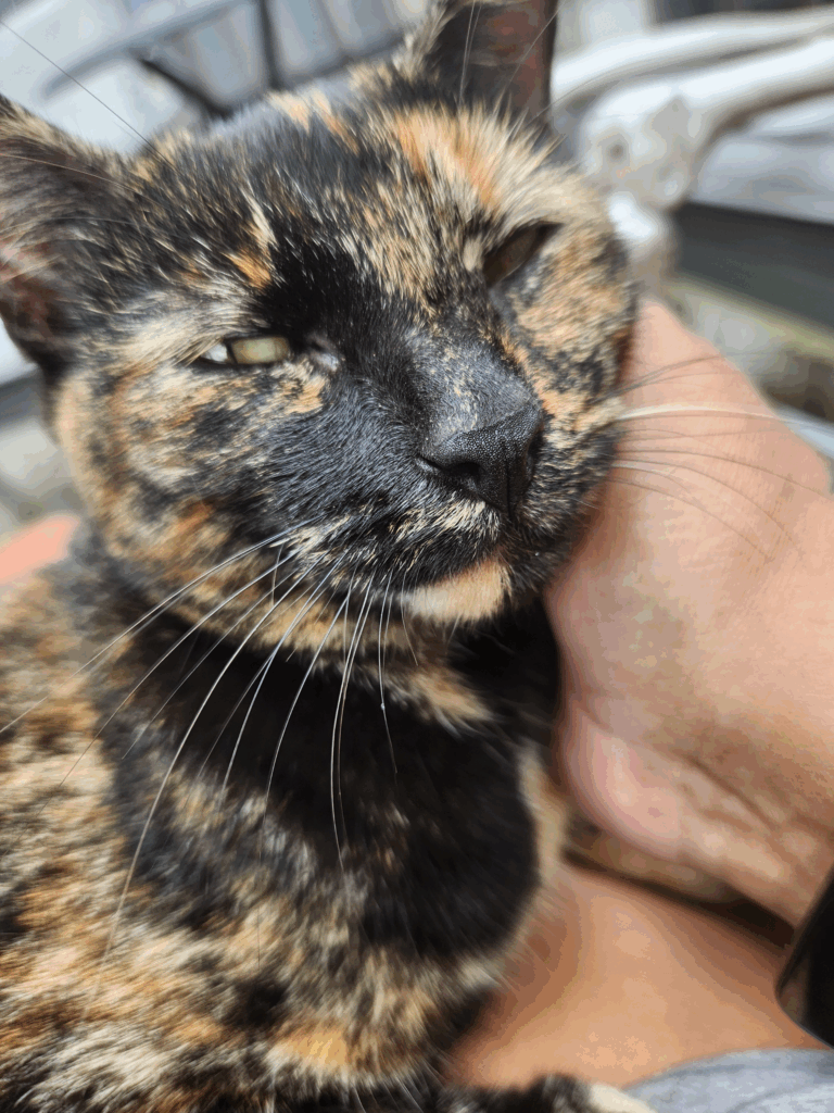 The Good Soup Chronicles Vol:13 Growls and Grimm