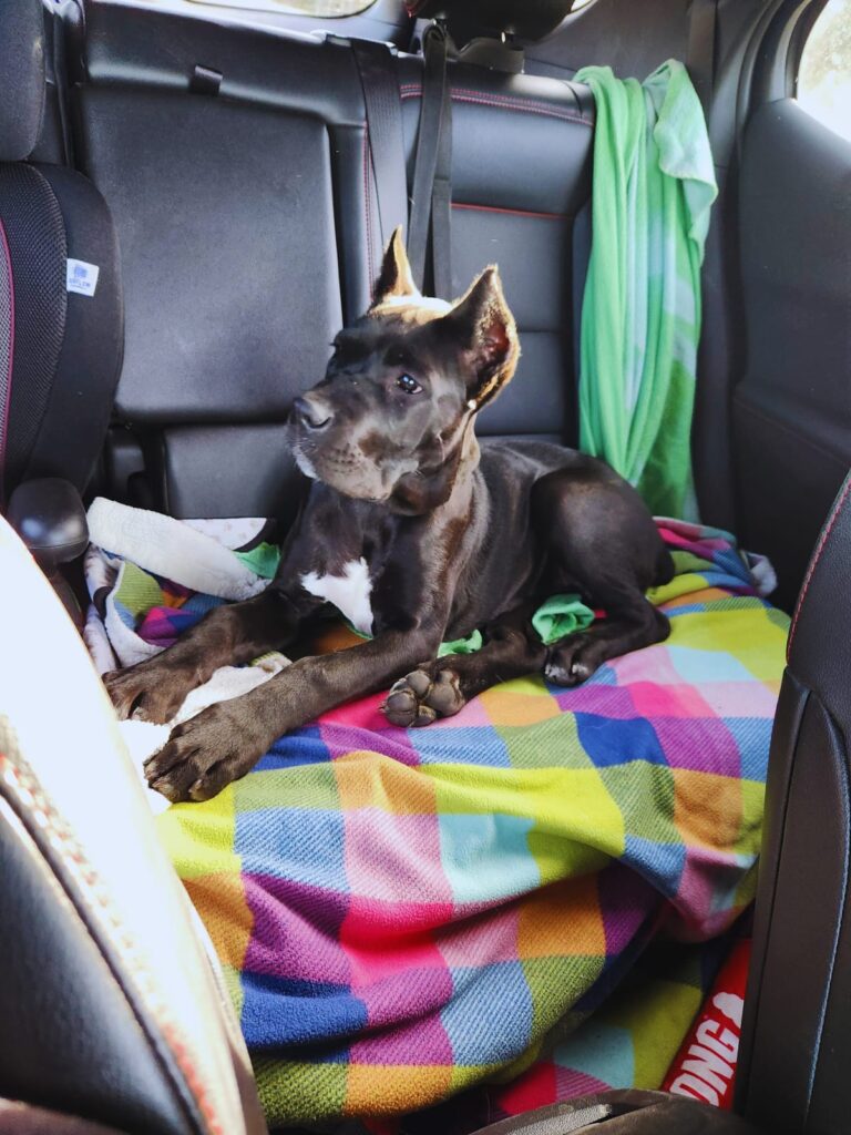 The Newcomer Goes Forth Growls and Grimm