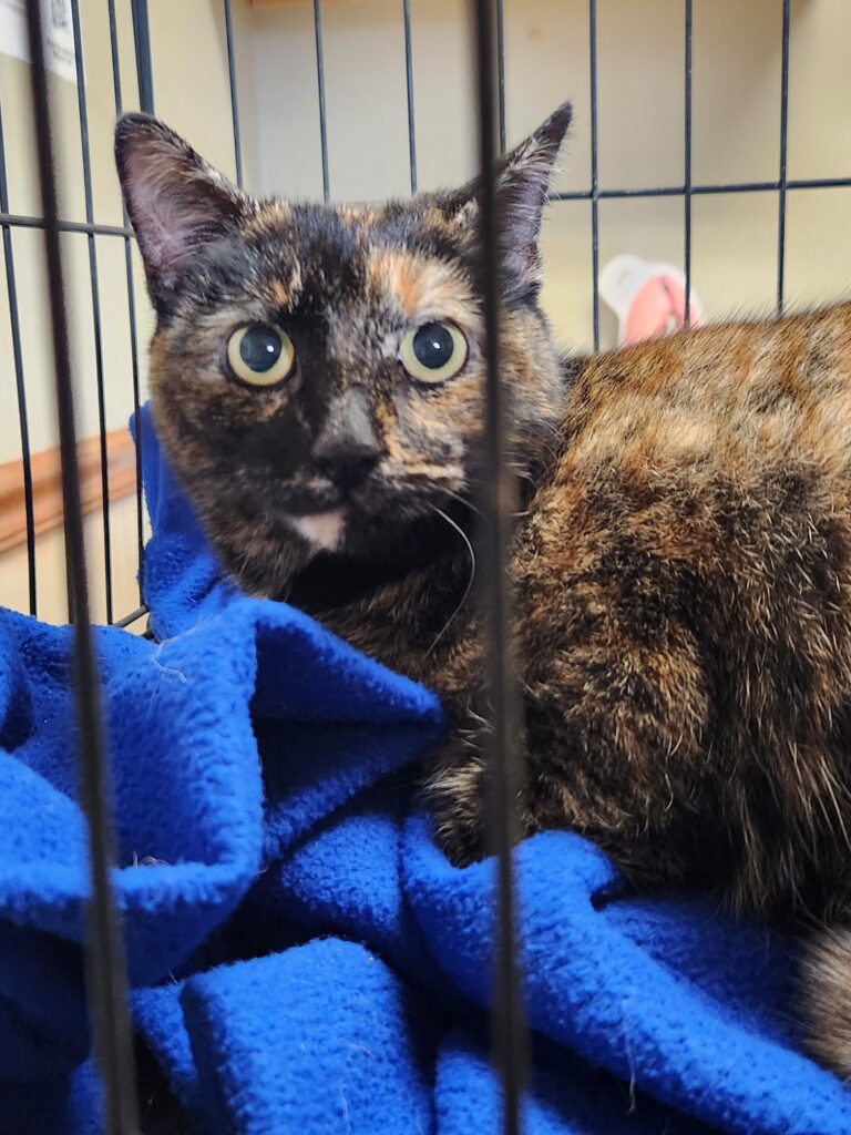 The Good Soup Chronicles Vol 18