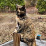 The Good Soup Chronicles Vol 17 The Familiar Oversees the New Year”