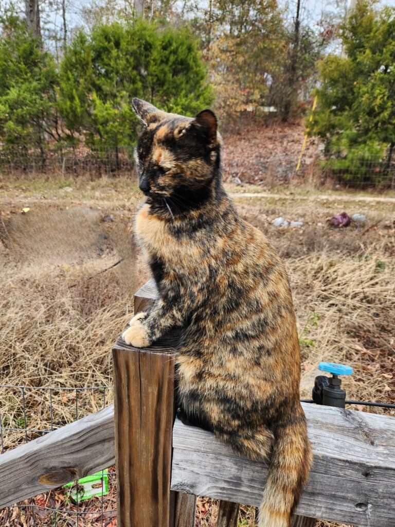 The Good Soup Chronicles Vol 17 The Familiar Oversees the New Year”