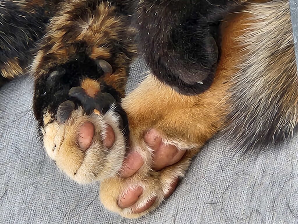 The Good Soup Chronicles Vol:21 Spring Exist