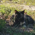 the good soup chronicles vol: 26 Wild Familiar Sightings