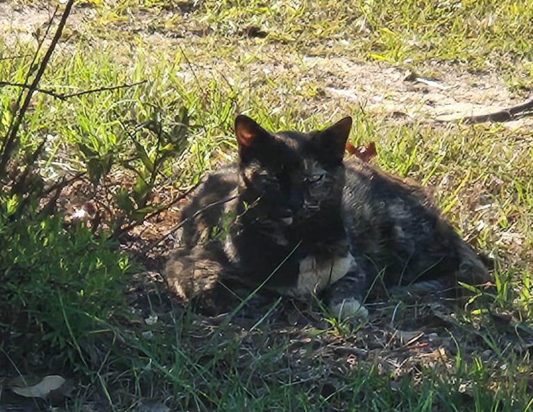 the good soup chronicles vol: 26 Wild Familiar Sightings