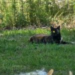 The Good Soup Chronicles Vol:27 Daisy Camouflage Attempt