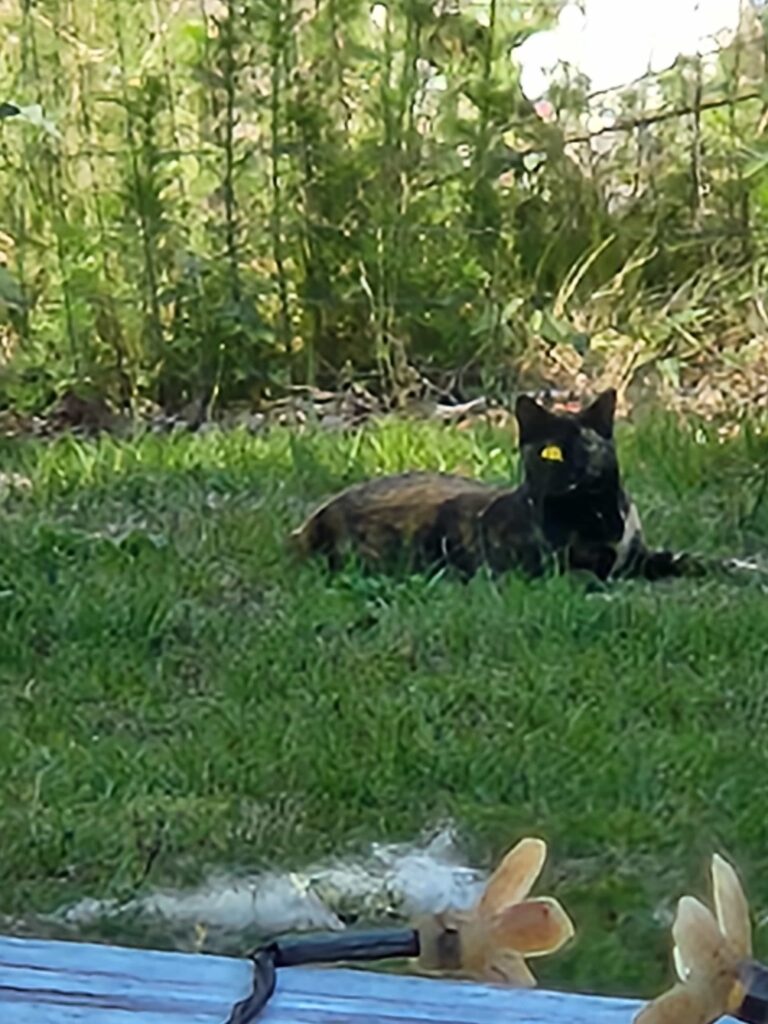 The Good Soup Chronicles Vol:27 Daisy Camouflage Attempt