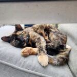 The Good Soup Chronicles Vol: 28 Deck Chair Supervisor