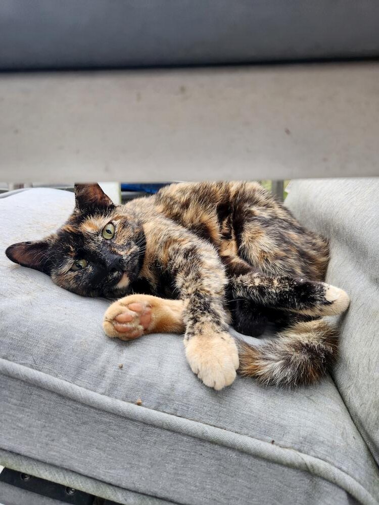 The Good Soup Chronicles Vol: 28 Deck Chair Supervisor