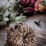 Rose of Jericho (Tamed Wild)