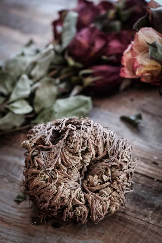 Rose of Jericho (Tamed Wild)