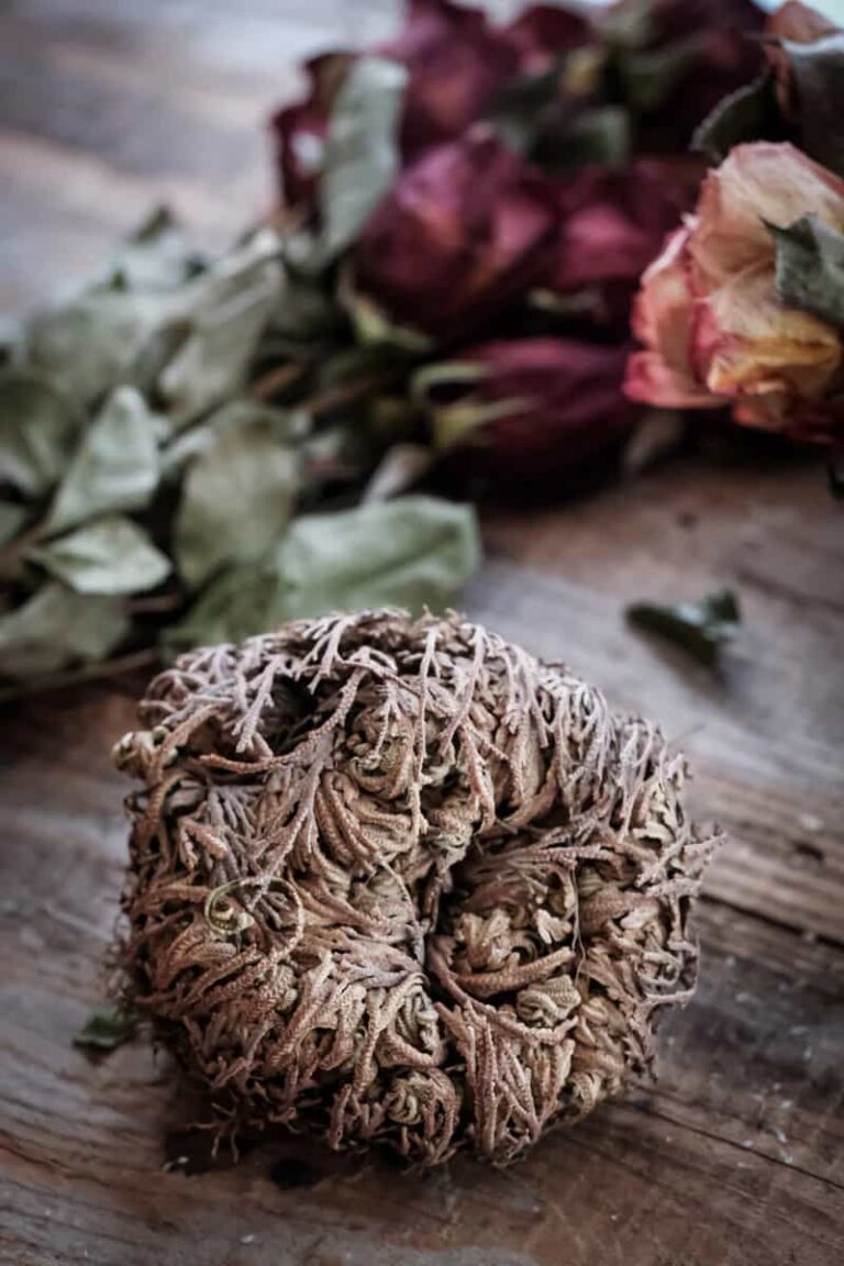 Rose of Jericho (Tamed Wild)