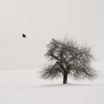 Old Cherry Tree with Crow
