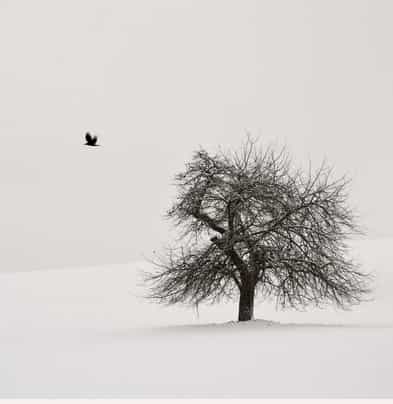 Old Cherry Tree with Crow