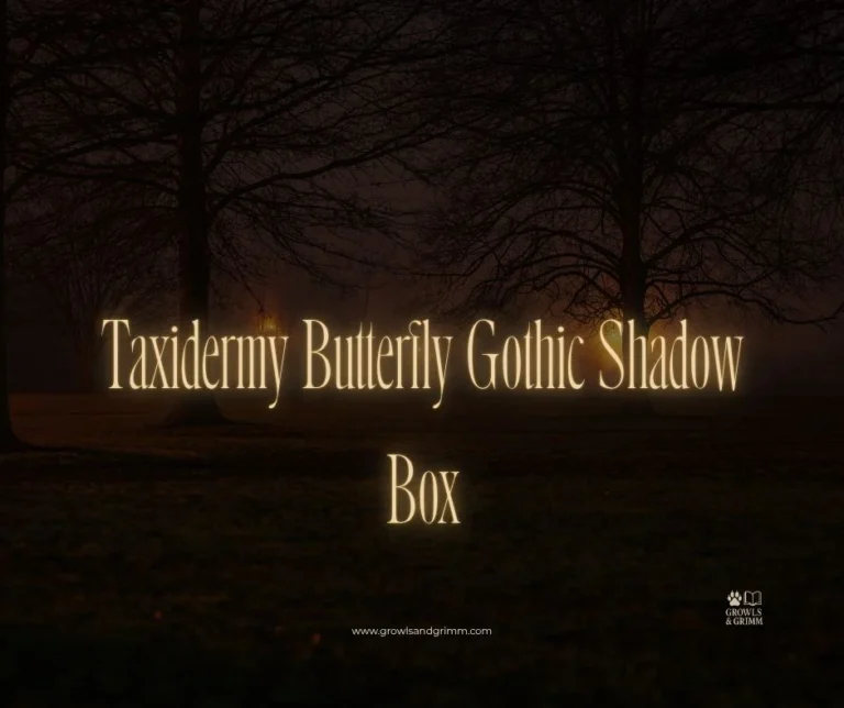 Taxidermy Butterfly Gothic Shadow Box