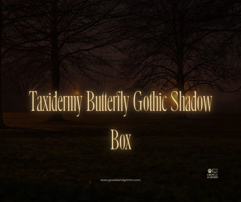 Taxidermy Butterfly Gothic Shadow Box